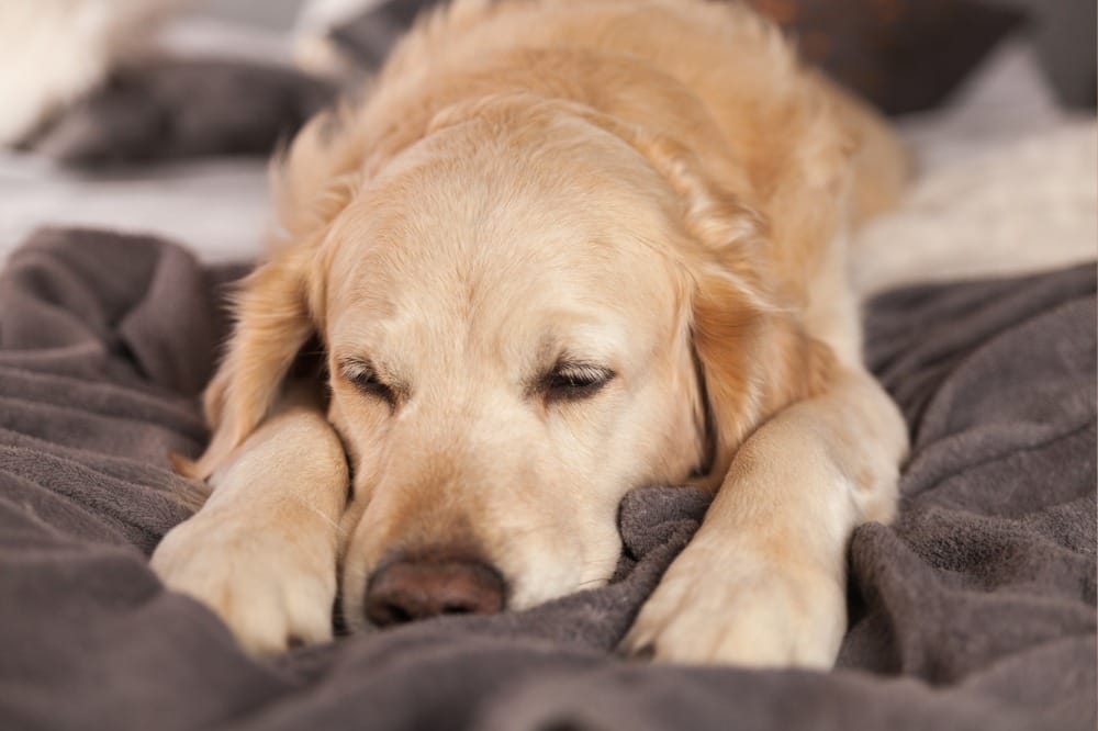 眠っている犬